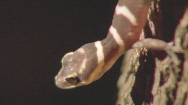 Gecko at night climbing through spinifex