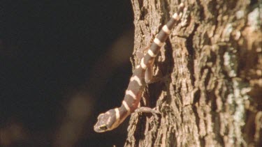 Gecko at night climbing through spinifex