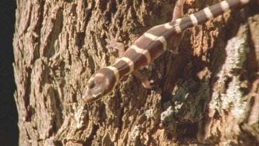 Gecko at night climbing through spinifex