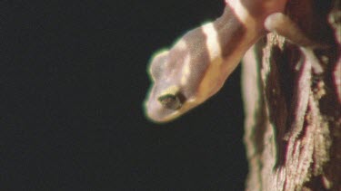 Gecko at night climbing through spinifex