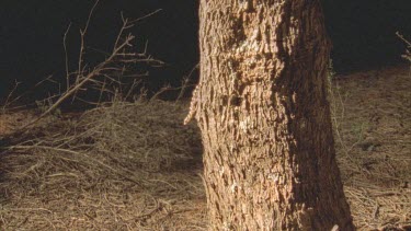 Gecko at night climbing through spinifex