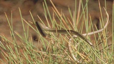 Legless Lizardclims through spinifex