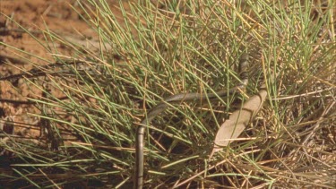 Legless Lizardclims through spinifex