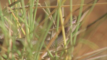 Legless Lizardclims through spinifex