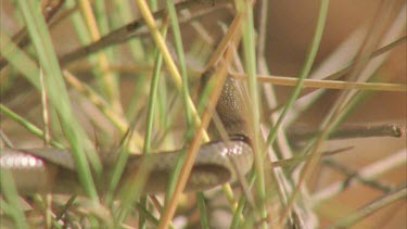 Legless Lizardclims through spinifex