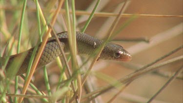 Legless Lizardclims through spinifex