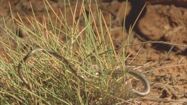 Legless Lizardclims through spinifex