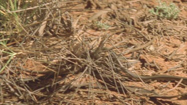 Legless Lizardclims through spinifex