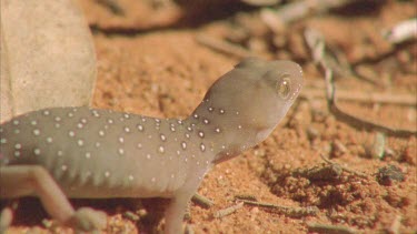 Gecko at night climbing through spinifex