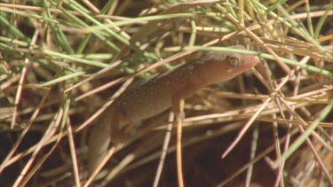 Gecko at night climbing through spinifex