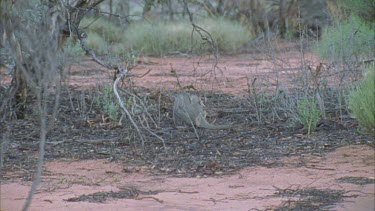 Male Bridle Nail Tailed Wallaby in sinifex scrubland