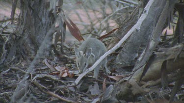 Male Bridle Nail Tailed Wallaby in spinifex scrubland
