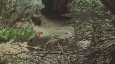 Plains Rat