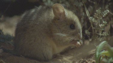 Plains Rat