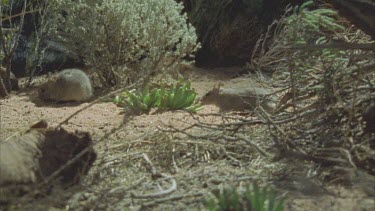 three group Plains Rat  feeding browsing night