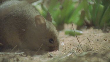 Plains Rat