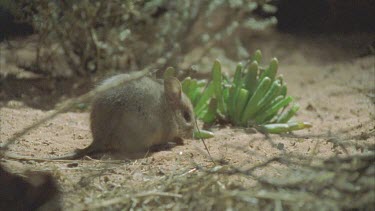 Plains Rat