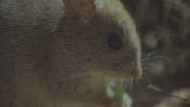 Plains Rat eating succulent plant