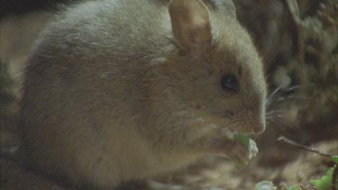 Plains Rat eating succulent plant