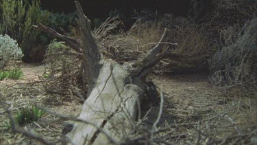 Plains Rat  running around base of tree stump