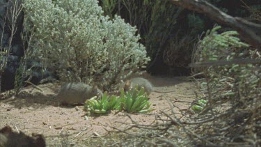 2 Plains Rat  running around base of tree stump