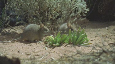 2 Plains Rat  running around base of tree stump