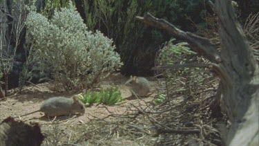 2 Plains Rat  running around base of tree stump