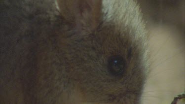 Plains Rat eating succulent plant