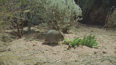 Plains Rat eating succulent plant