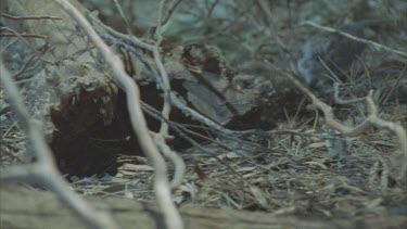 Plains Rat hiding behind branch sinffing frightened