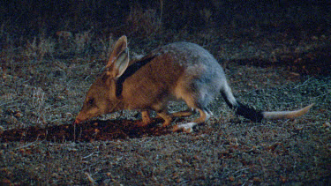 Bilby foraging for food