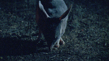 Bilby foraging for food