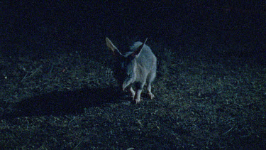 Bilby foraging for food