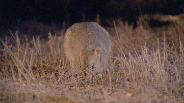 Burrowing Bettong Boodie feeding