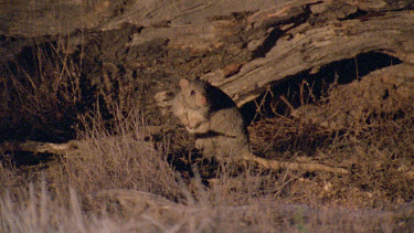 Burrowing Bettong Boodie feeding