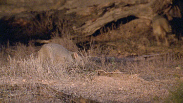 Burrowing Bettong Boodie feeding