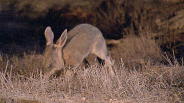 Bilby foraging for food