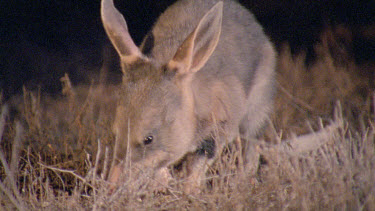 Bilby foraging for food