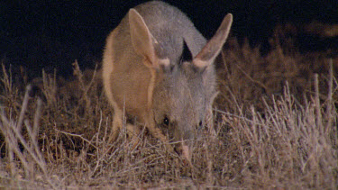 Bilby foraging for food