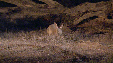 Bilby digging  foraging for food