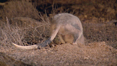 Bilby digging  burrowing