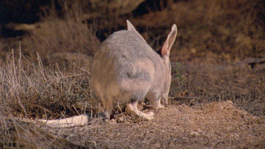 Bilby digging  burrowing