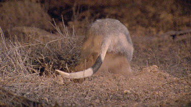 Bilby digging  burrowing