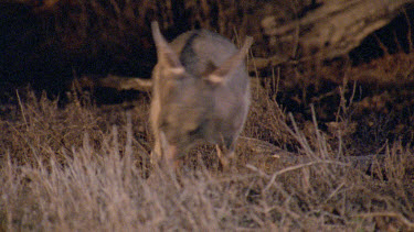 Bilby digging  burrowing