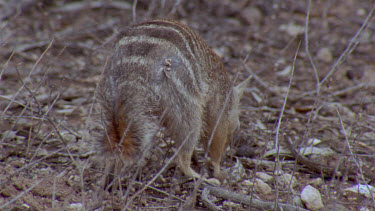 CM0001-WC-0043275 Numbat or banded anteater foraging