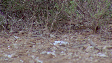 Numbat or banded anteater foraging