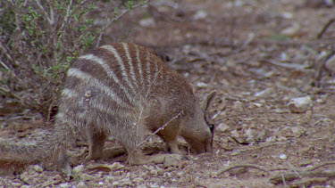 Numbat or banded anteater foraging