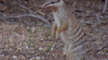 Numbat or banded anteater standing on hind legs