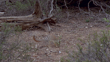 Numbat or banded anteater foraging