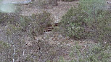 Numbat or banded anteater foraging